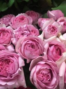様々なバラが入荷いたしました｜「斎藤生花店」　（静岡県静岡市葵区の花キューピット加盟店 花屋）のブログ