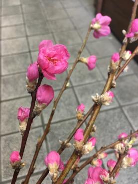 桃の花♪｜「斎藤生花店」　（静岡県静岡市葵区の花キューピット加盟店 花屋）のブログ