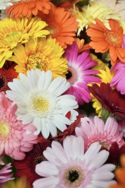 ガーベラミックス入荷しました♪|「斎藤生花店」　（静岡県静岡市葵区の花屋）のブログ