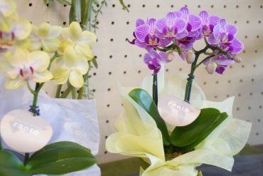 ミニ胡蝶蘭　入荷しました♪|「斎藤生花店」　（静岡県静岡市葵区の花屋）のブログ