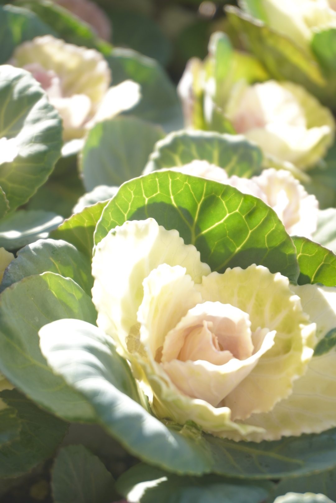 ポインセチア、苗物の入荷|「斎藤生花店」　（静岡県静岡市葵区の花屋）のブログ