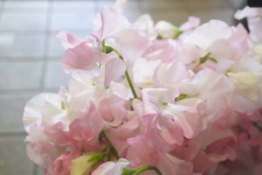 スイートピーが入荷しました|「斎藤生花店」　（静岡県静岡市葵区の花屋）のブログ